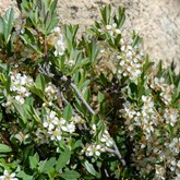 Pawnee Buttes Sand Cherry